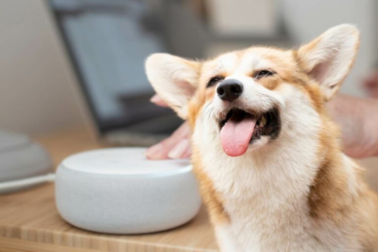 Alexa funzione per gli animali